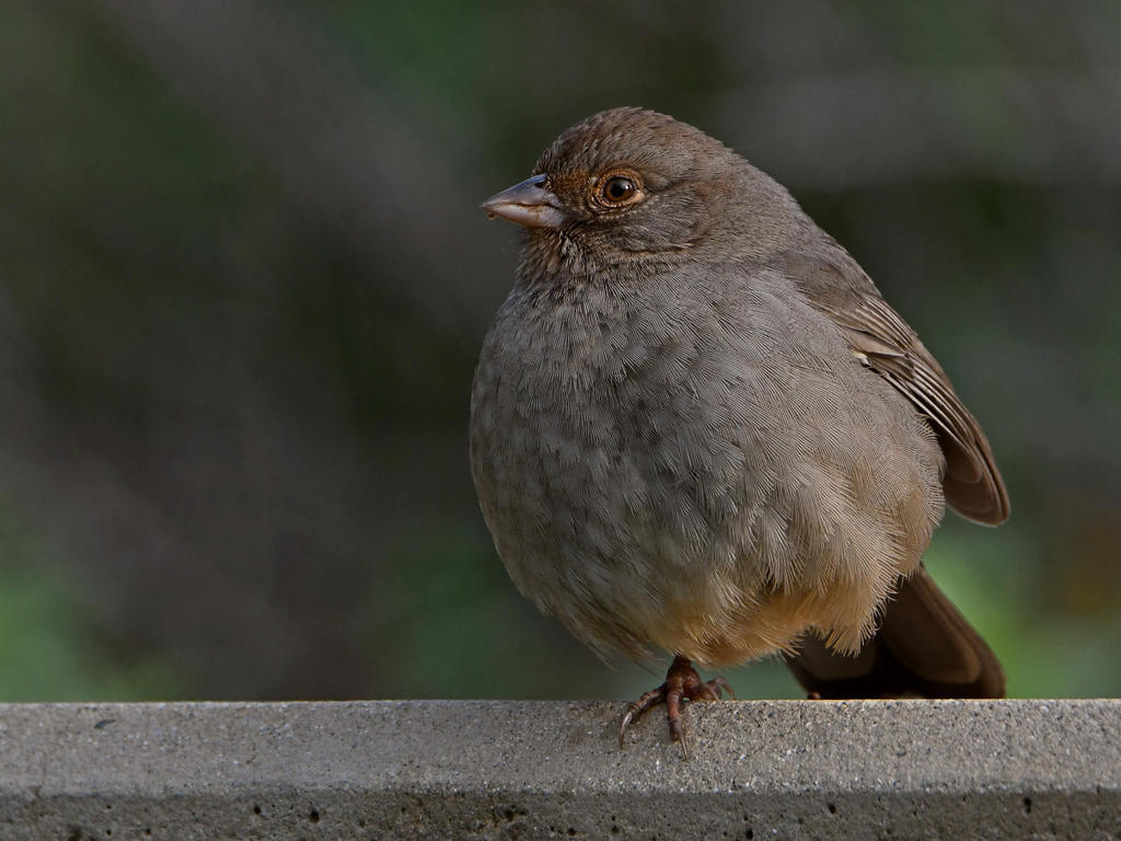 Towhee2.jpg