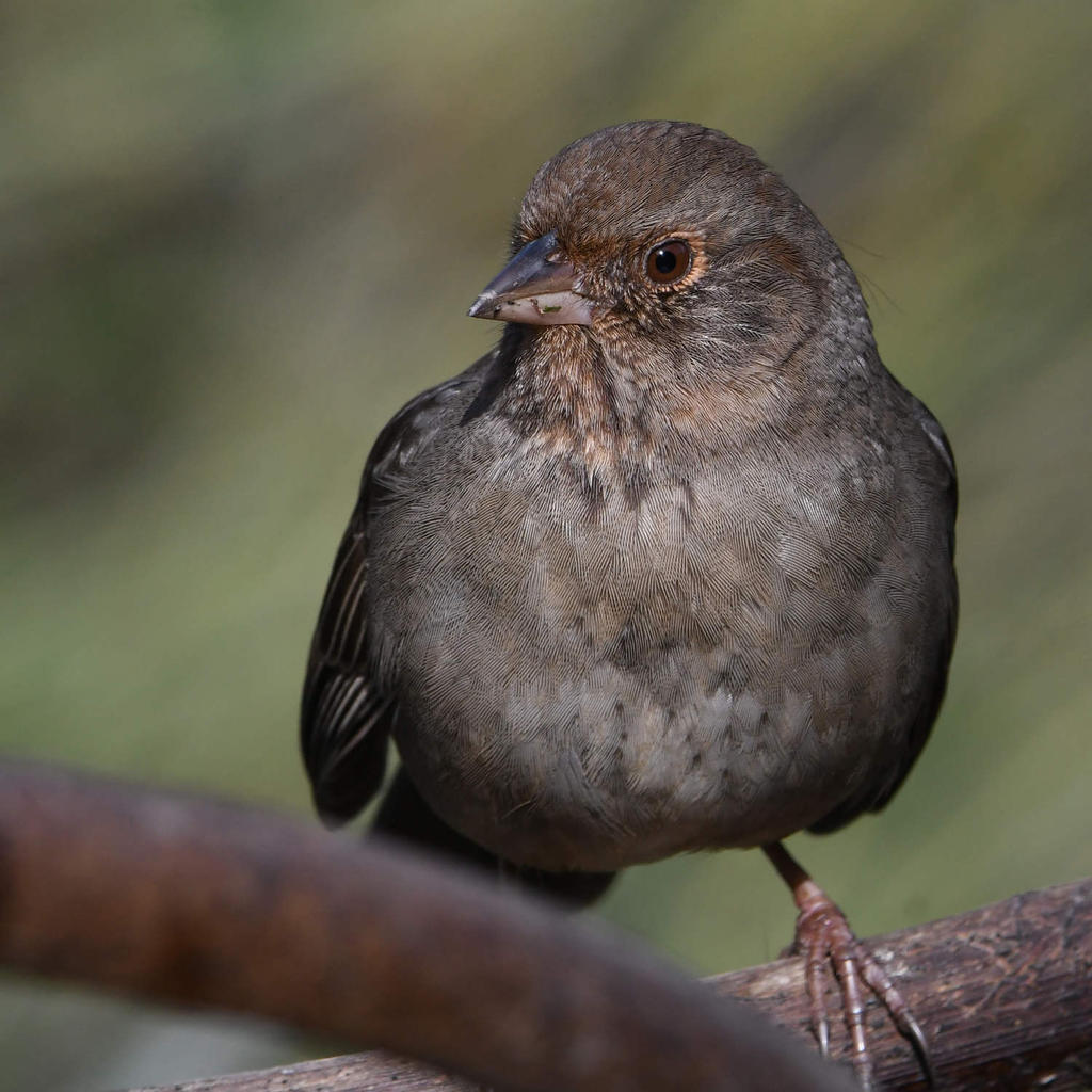 Towhee2.jpg