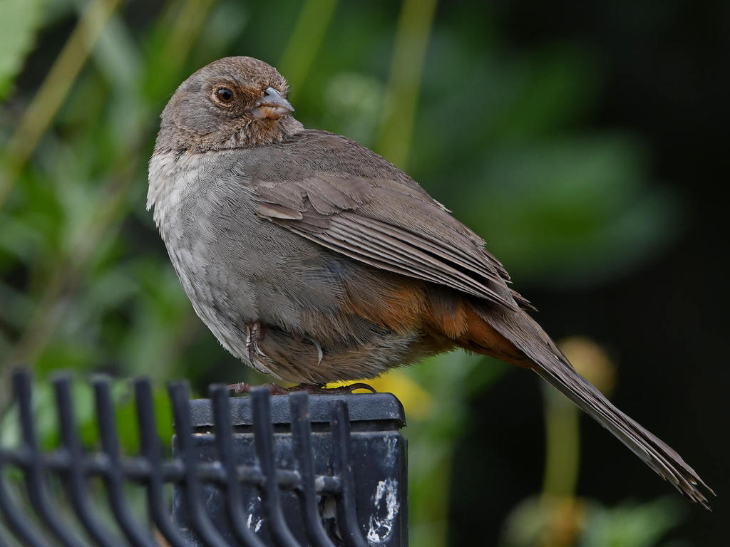 Towhee2.jpg