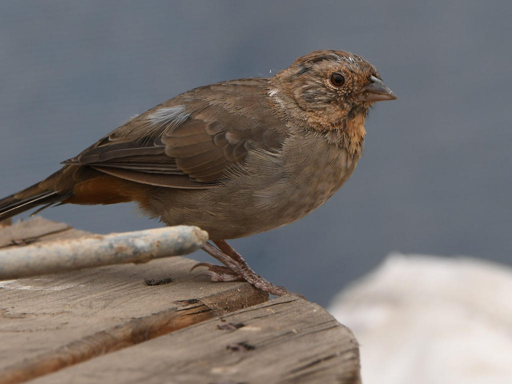 Towhee2.jpg