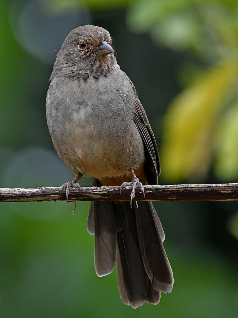 Towhee2.jpg