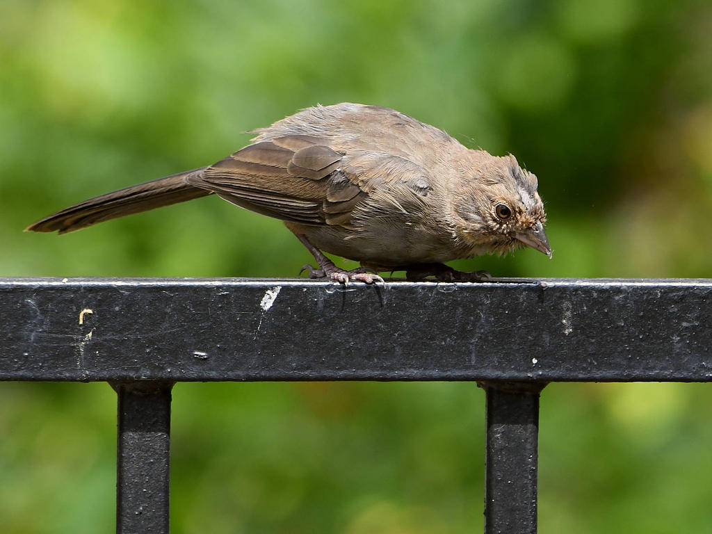 Towhee2.jpg