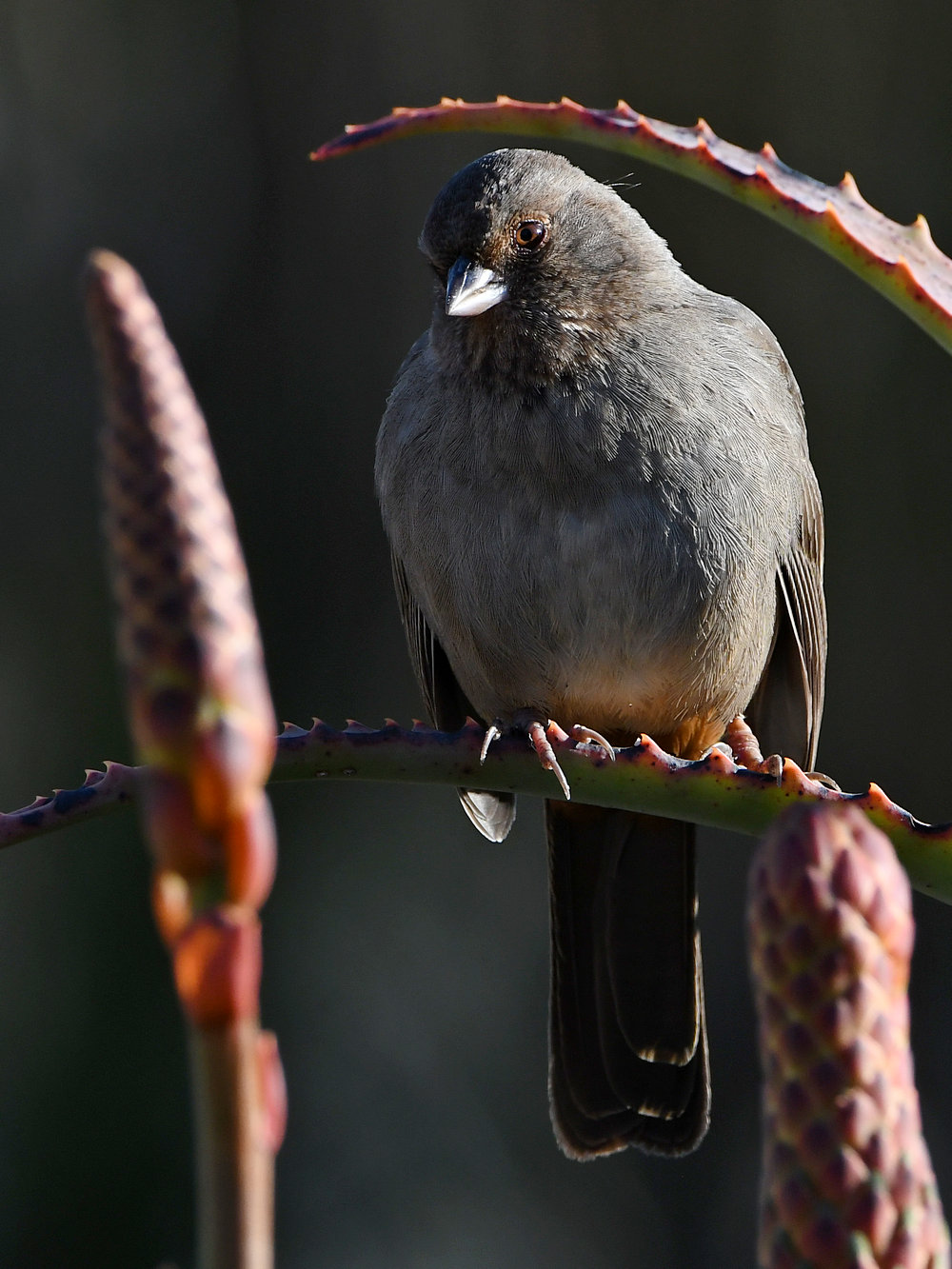 Towhee2.jpg
