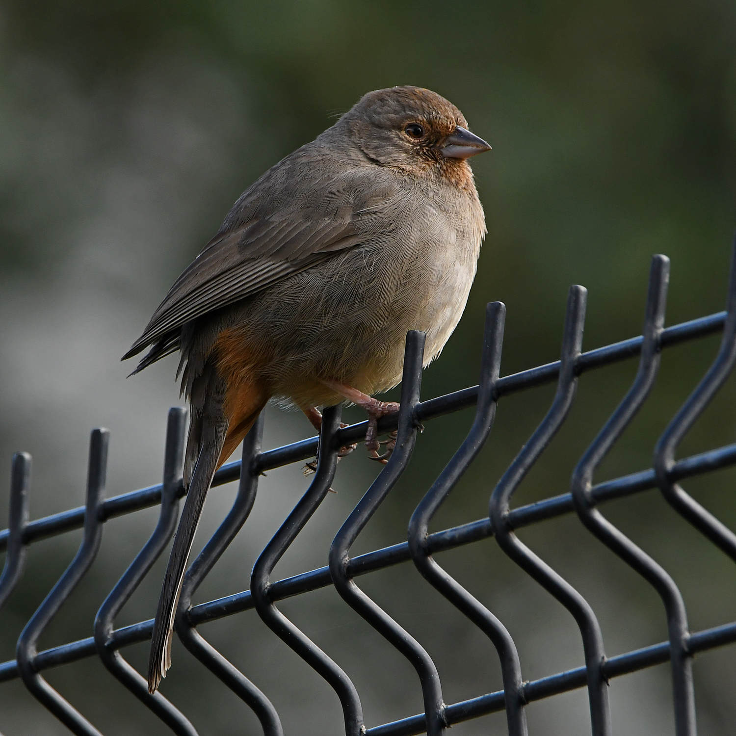 Towhee2.jpg