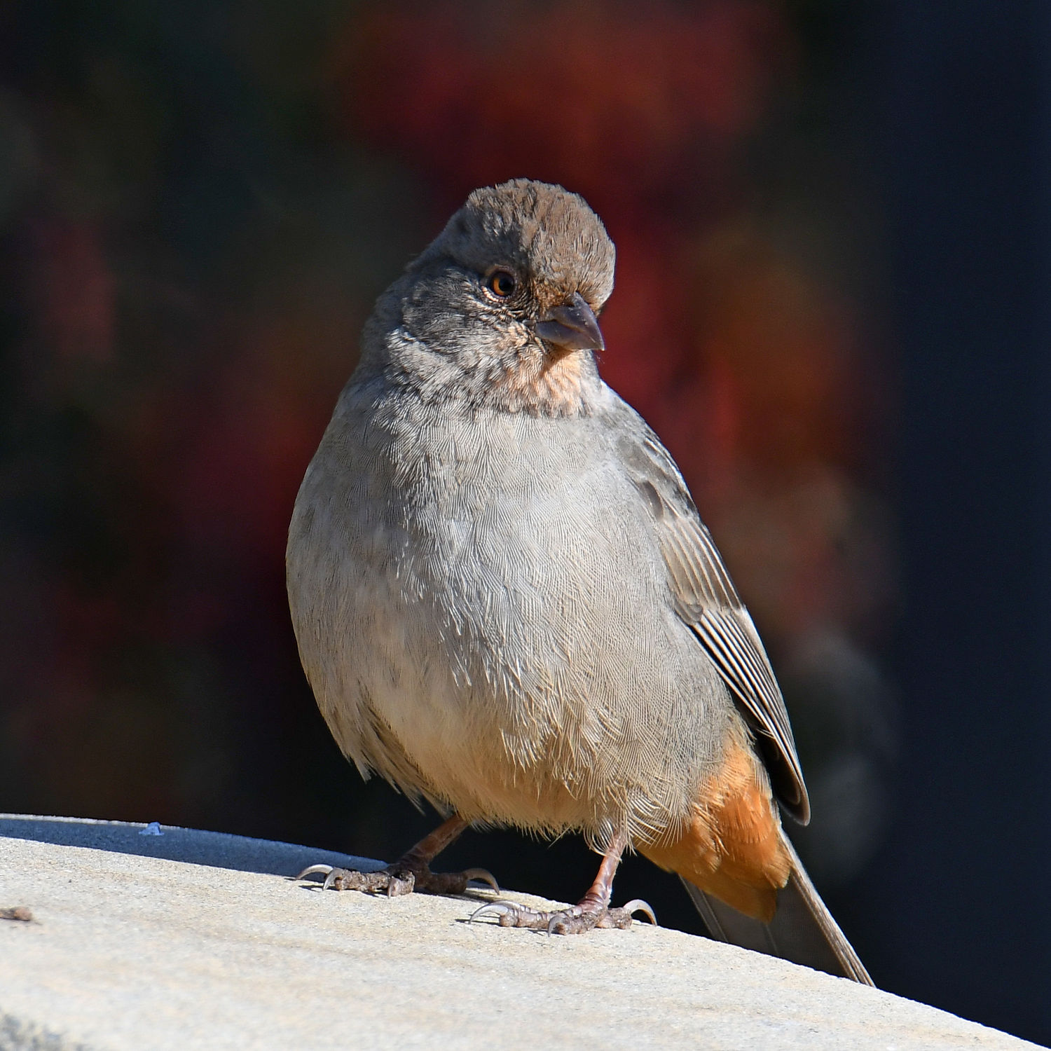 Towhee2.jpg