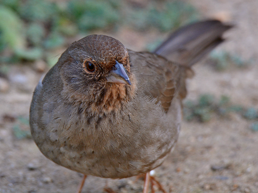 Towhee3.jpg