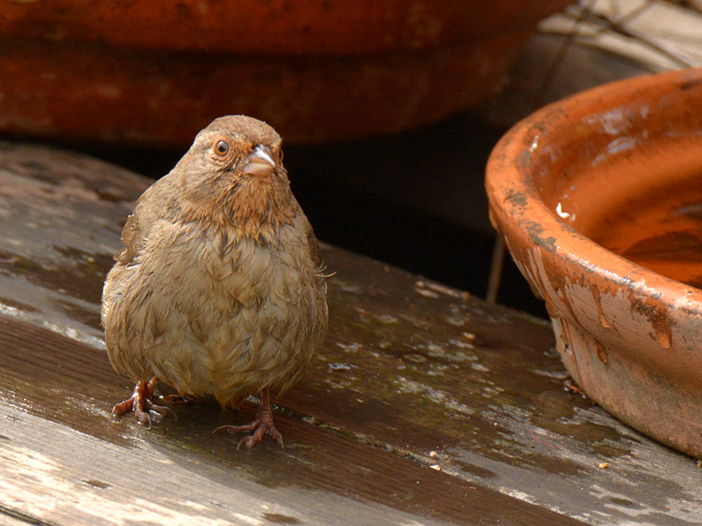 Towhee3.jpg