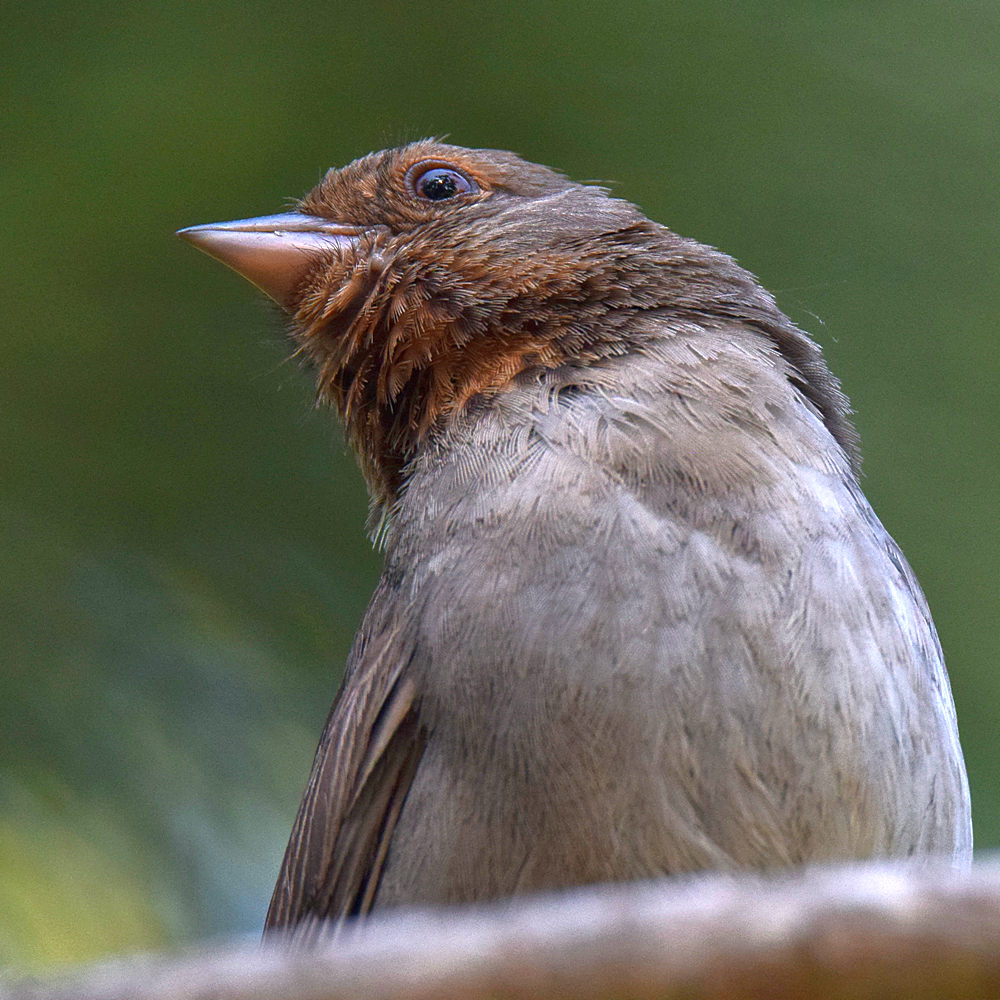 Towhee3.jpg