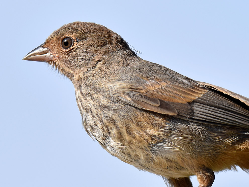 Towhee3.jpg
