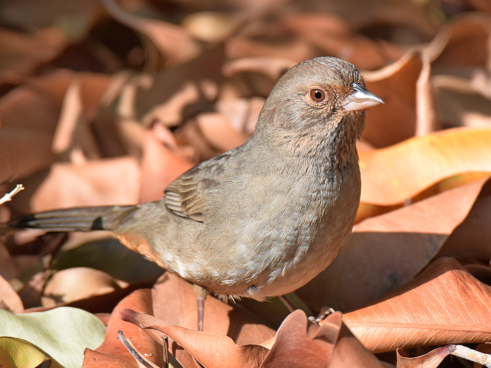 Towhee3.jpg