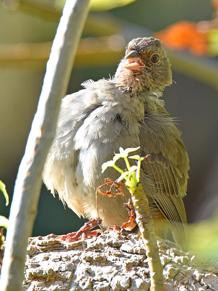 Towhee3.jpg