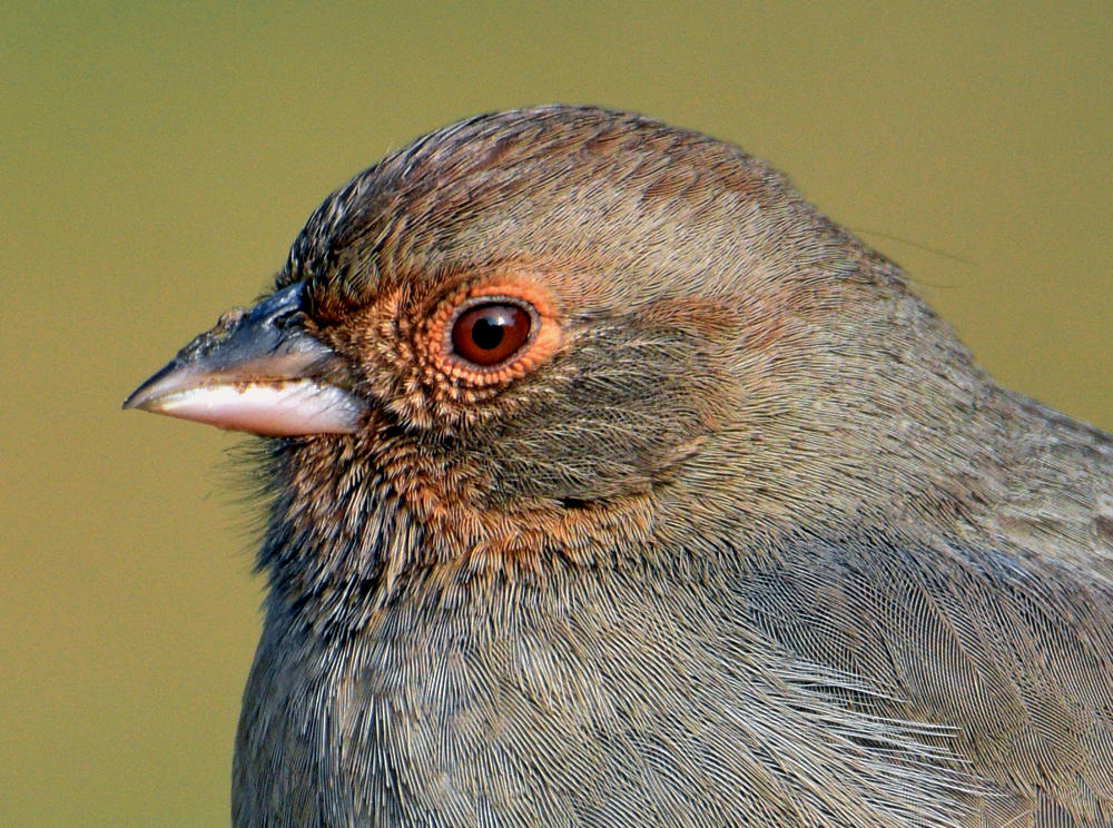Towhee3.jpg