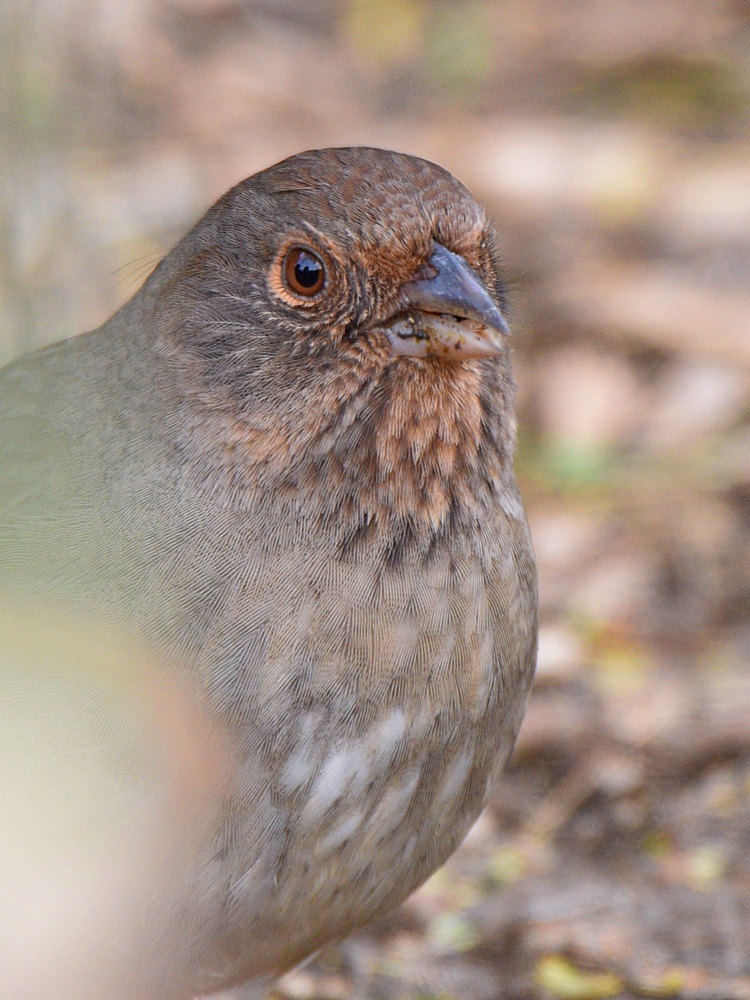 Towhee3.jpg
