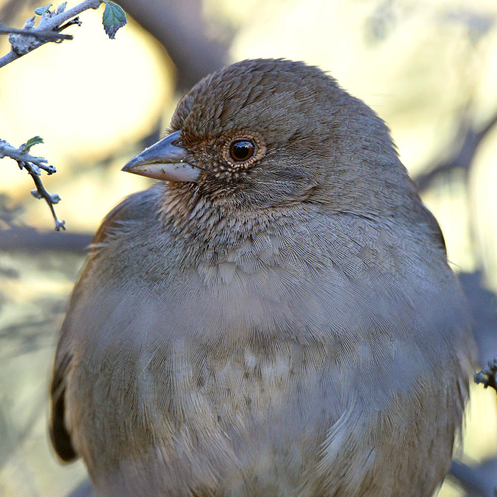 Towhee3.jpg