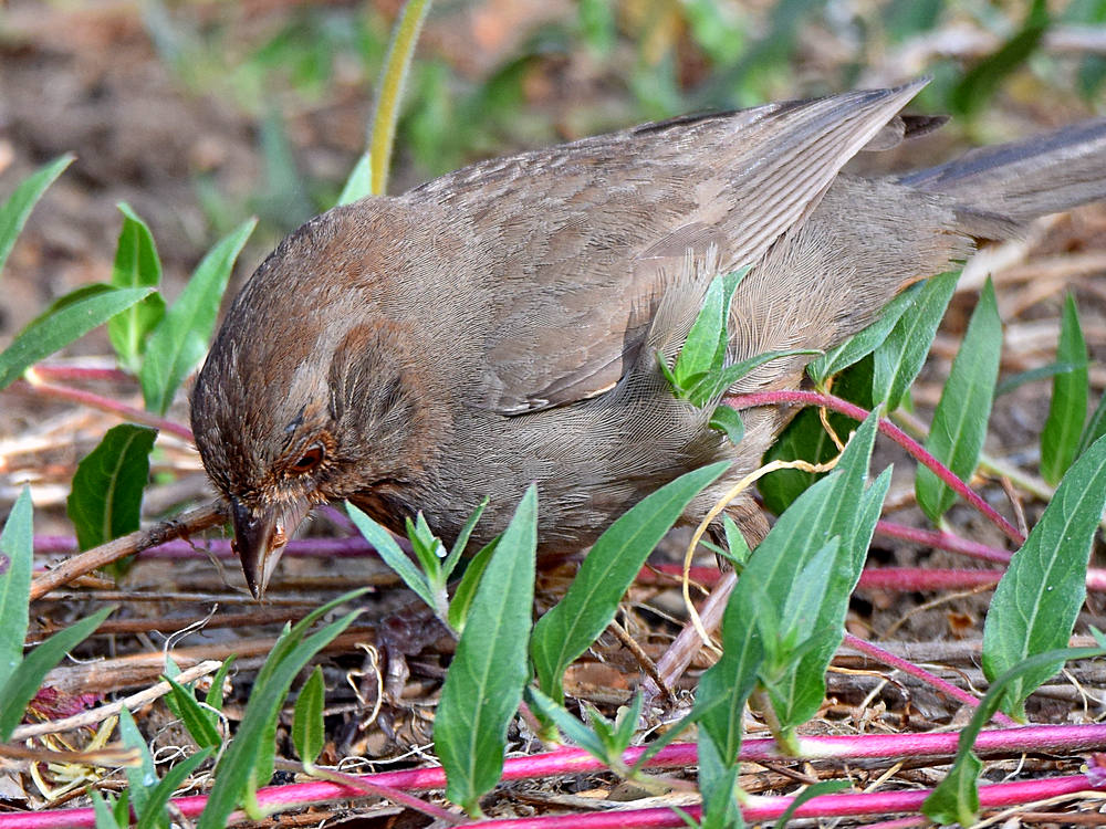 Towhee3.jpg