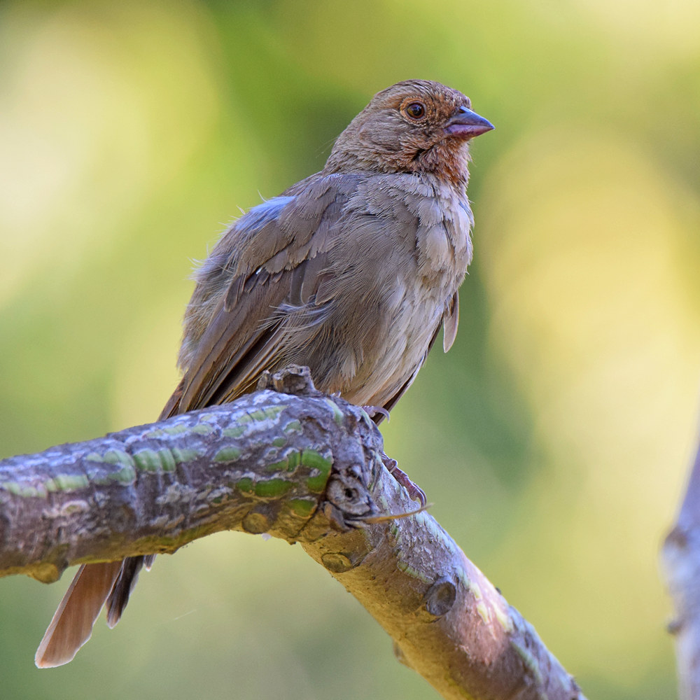 Towhee3.jpg
