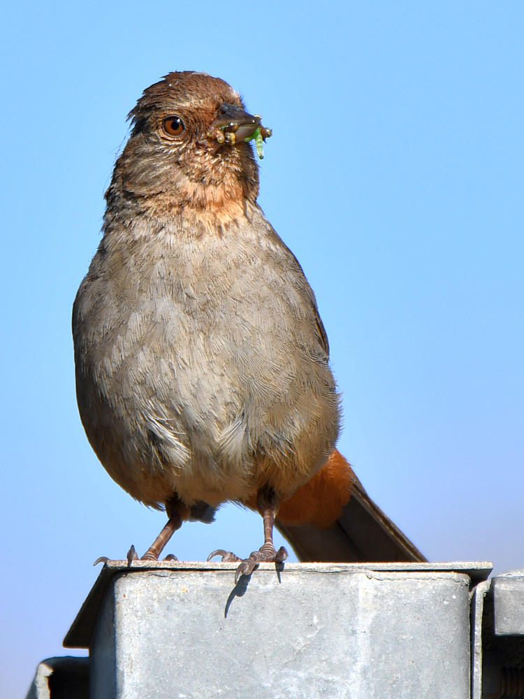 Towhee3.jpg
