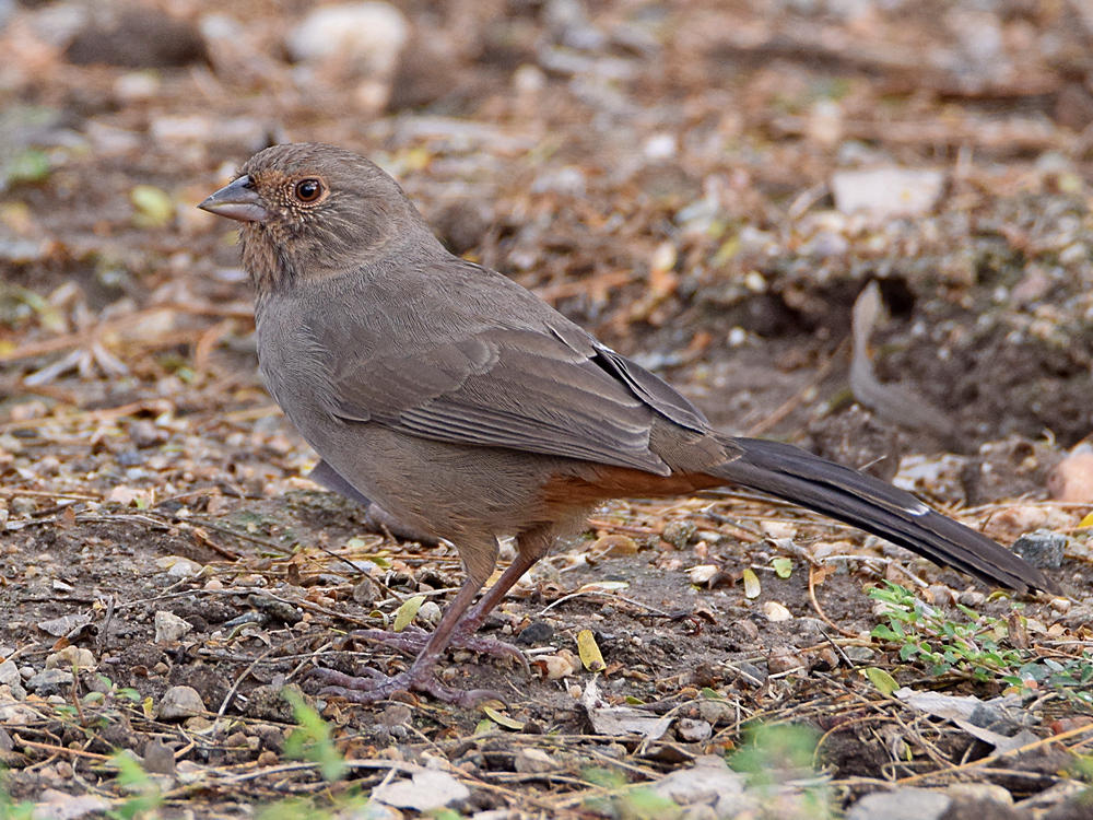 Towhee3.jpg