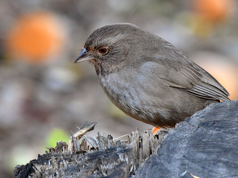Towhee3.jpg