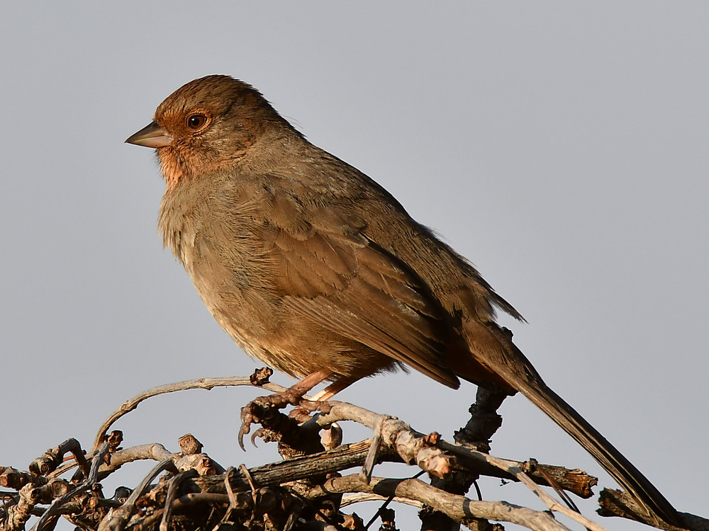 Towhee3.jpg