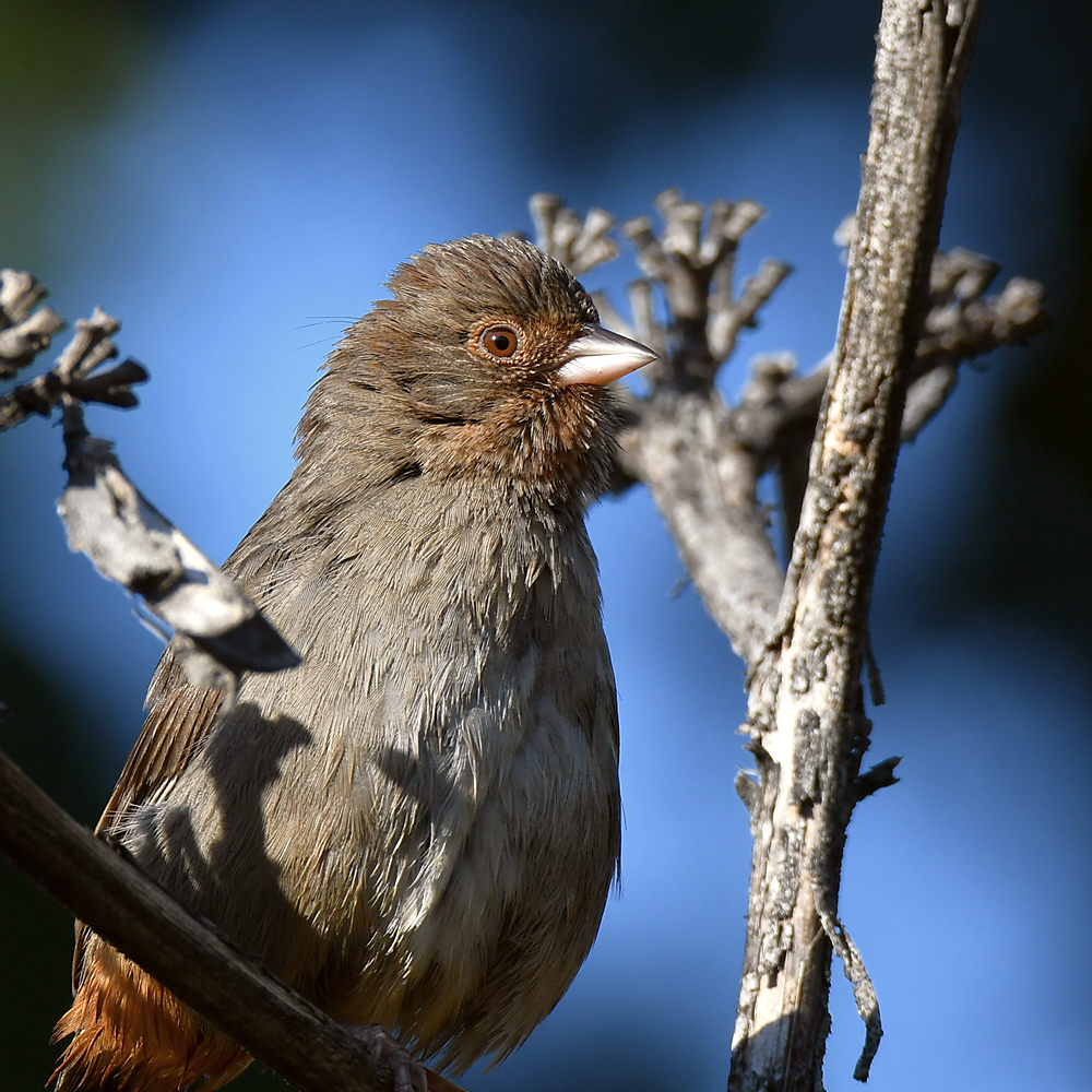 Towhee3.jpg