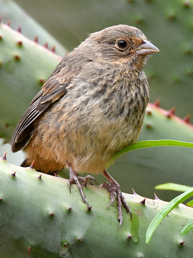 Towhee3.jpg