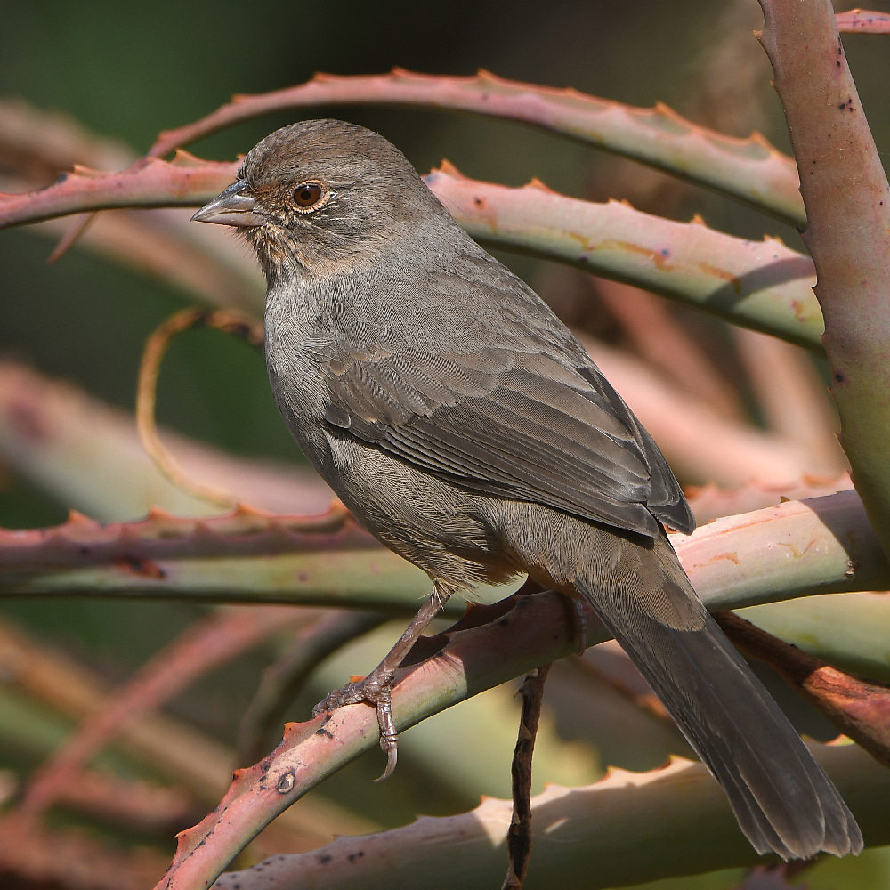 Towhee3.jpg