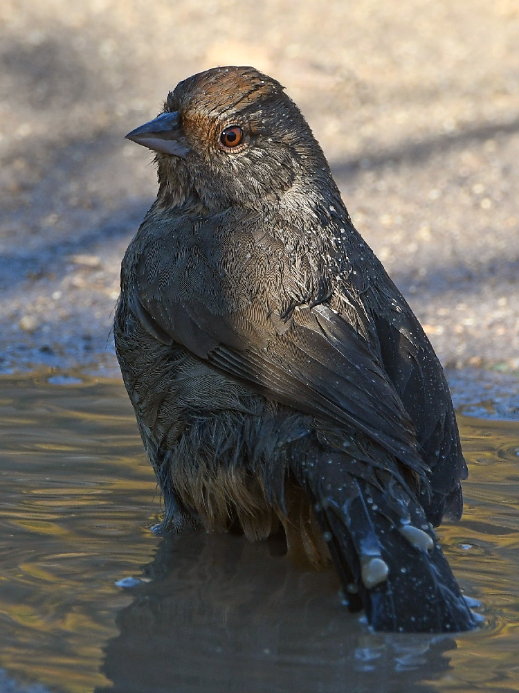 Towhee3.jpg