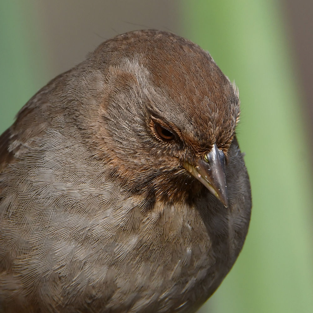 Towhee3.jpg