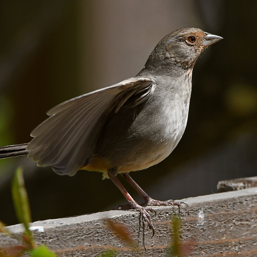 Towhee3.jpg