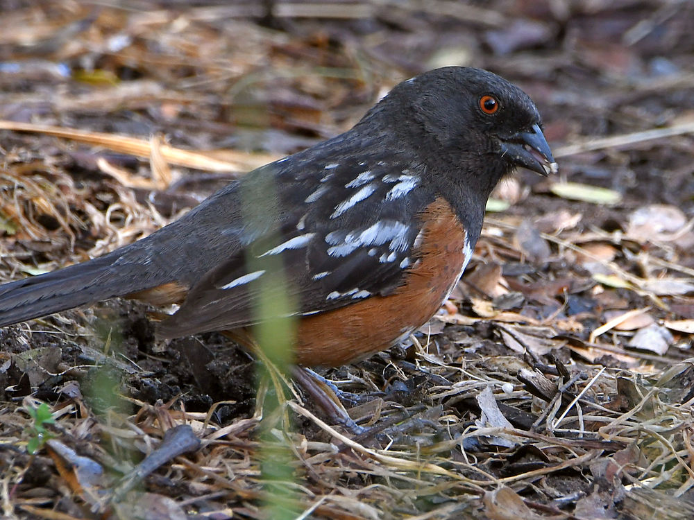Towhee3.jpg