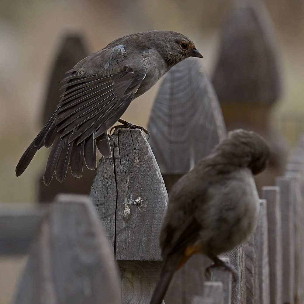 Towhee3.jpg