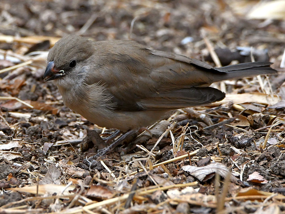 Towhee3.jpg
