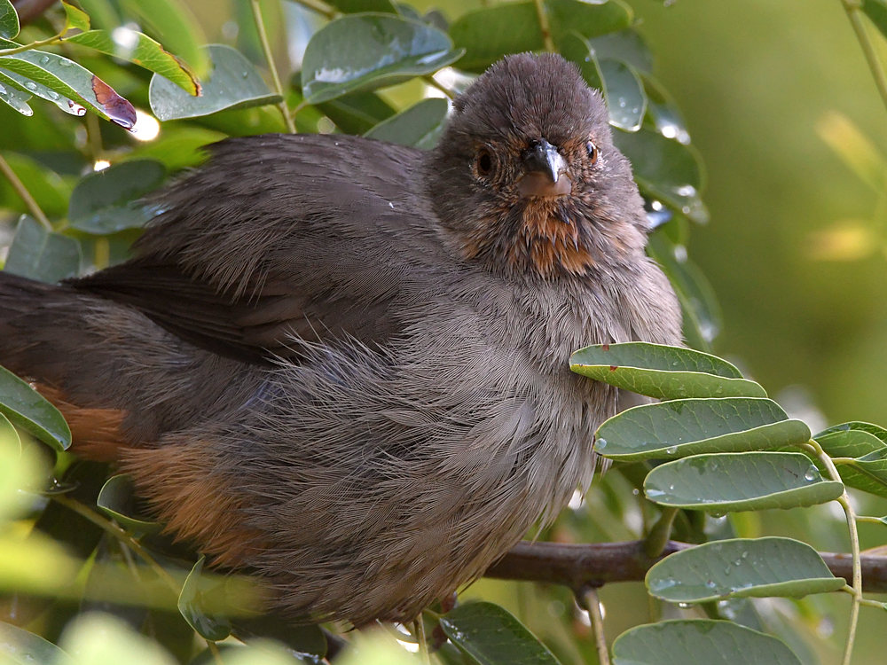 Towhee3.jpg