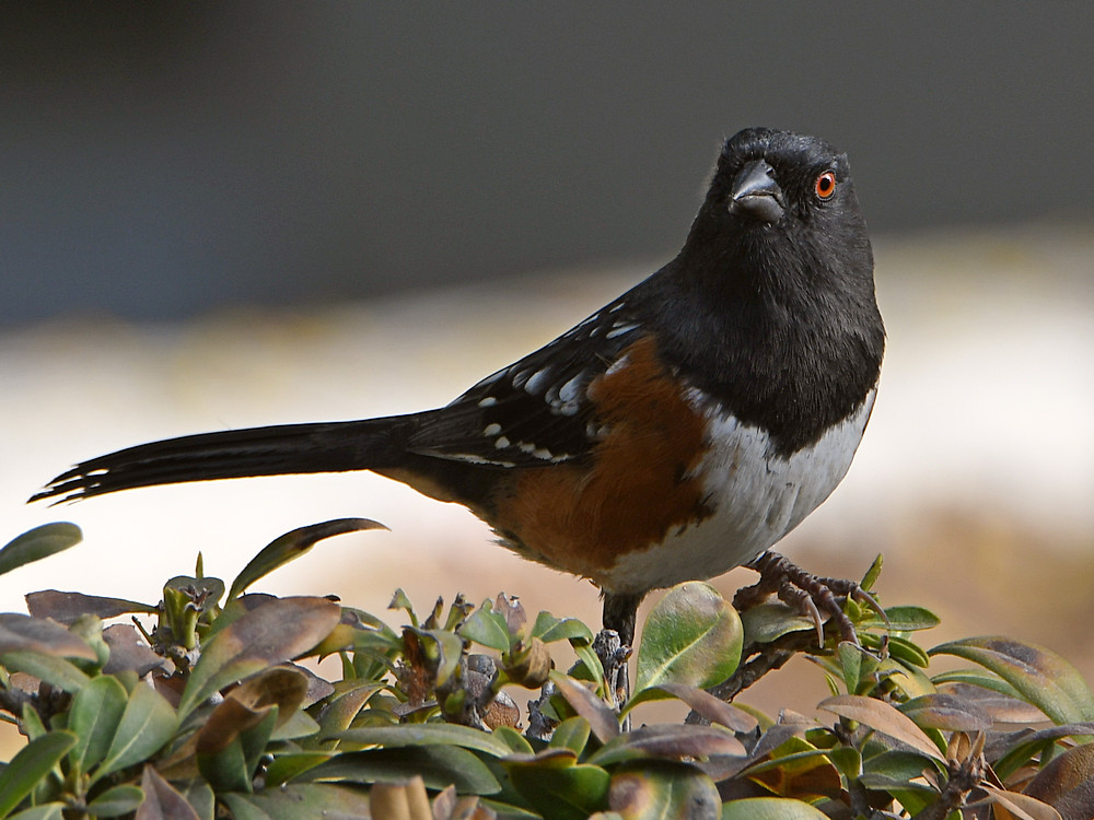 Towhee3.jpg