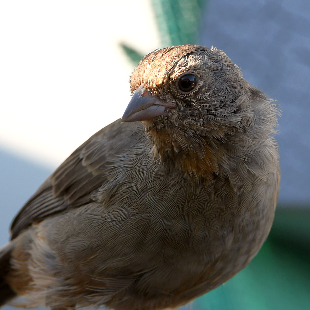 Towhee3.jpg