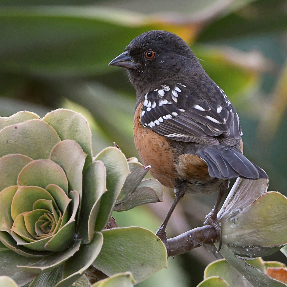 Towhee3.jpg