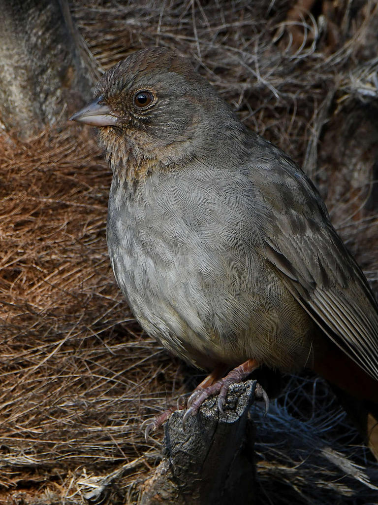 Towhee3.jpg