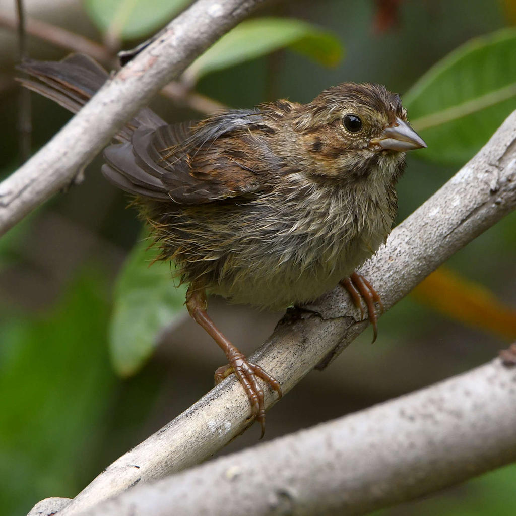 Towhee3.jpg