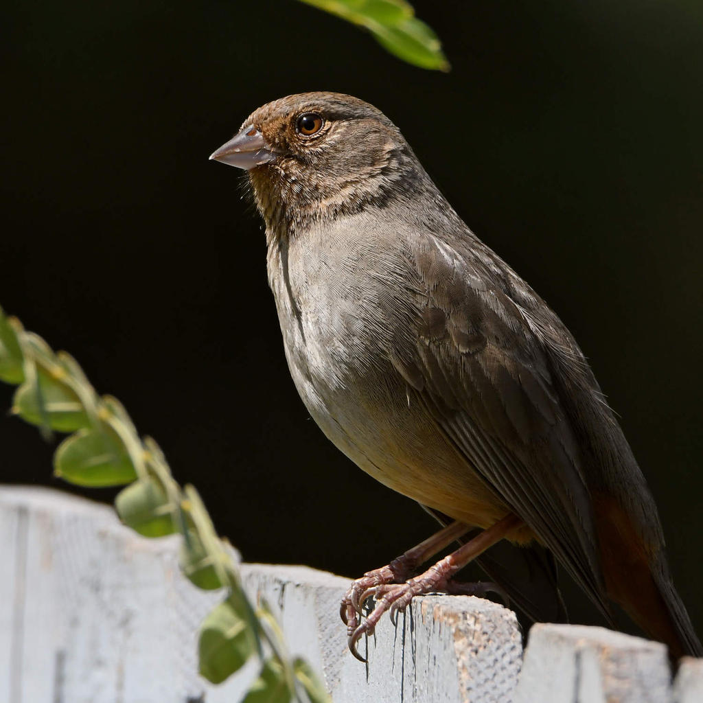 Towhee3.jpg