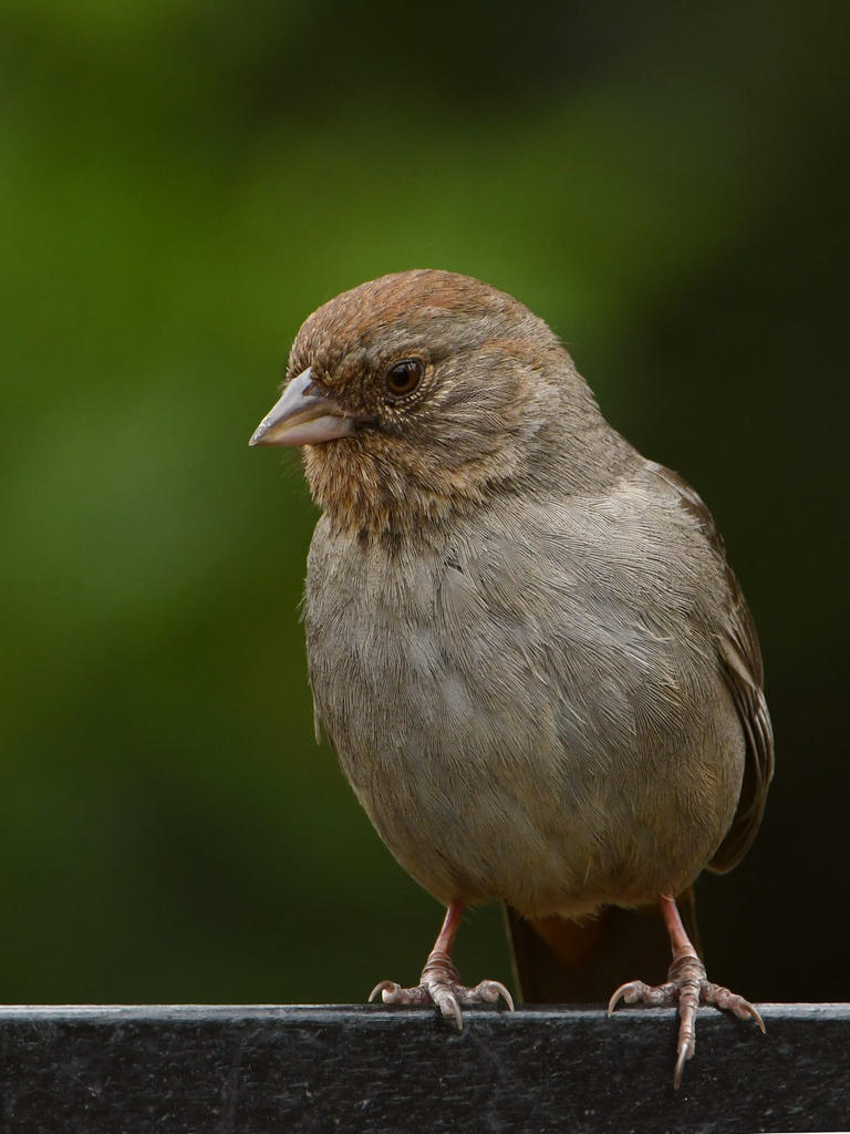 Towhee3.jpg