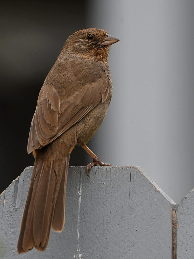 Towhee3.jpg