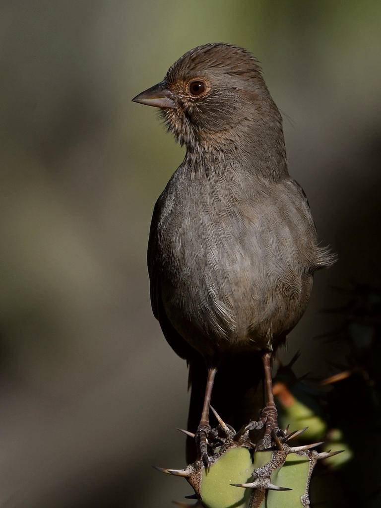 Towhee3.jpg