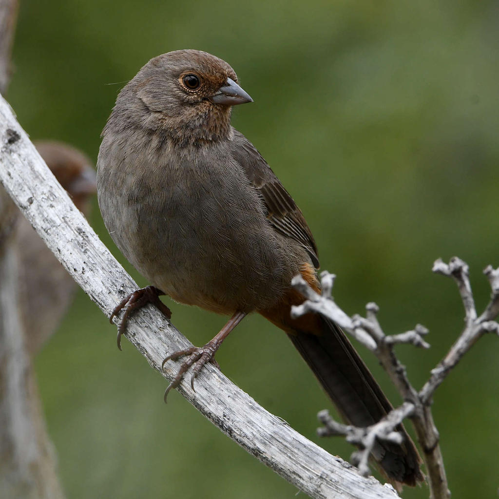 Towhee3.jpg