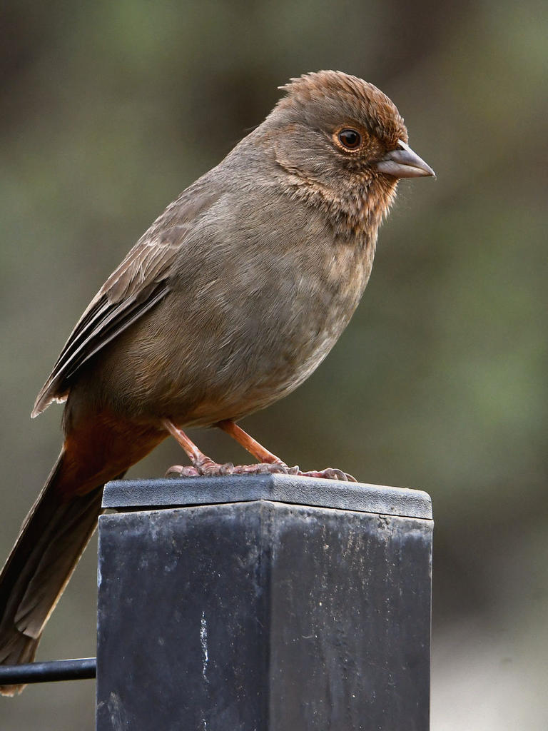 Towhee3.jpg