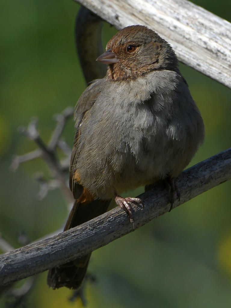 Towhee3.jpg