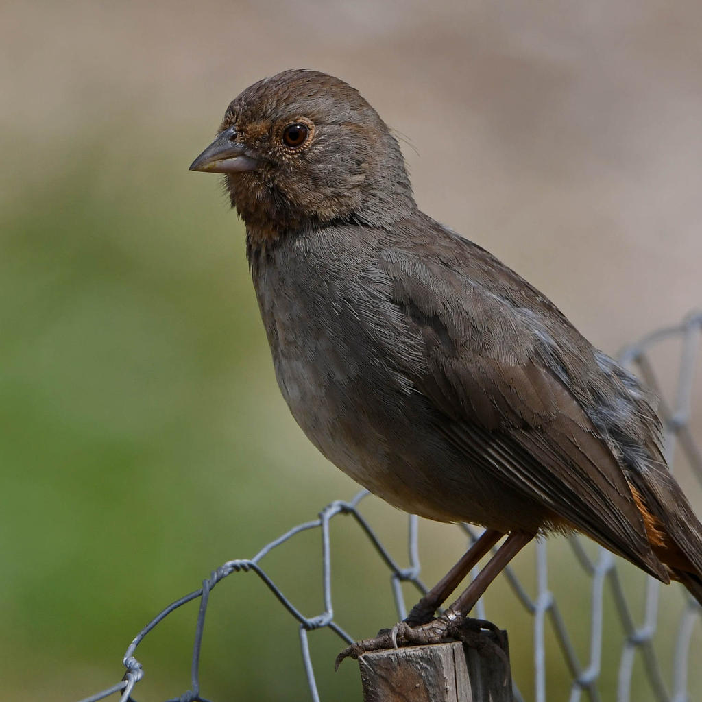 Towhee3.jpg