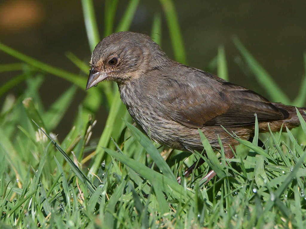 Towhee3.jpg