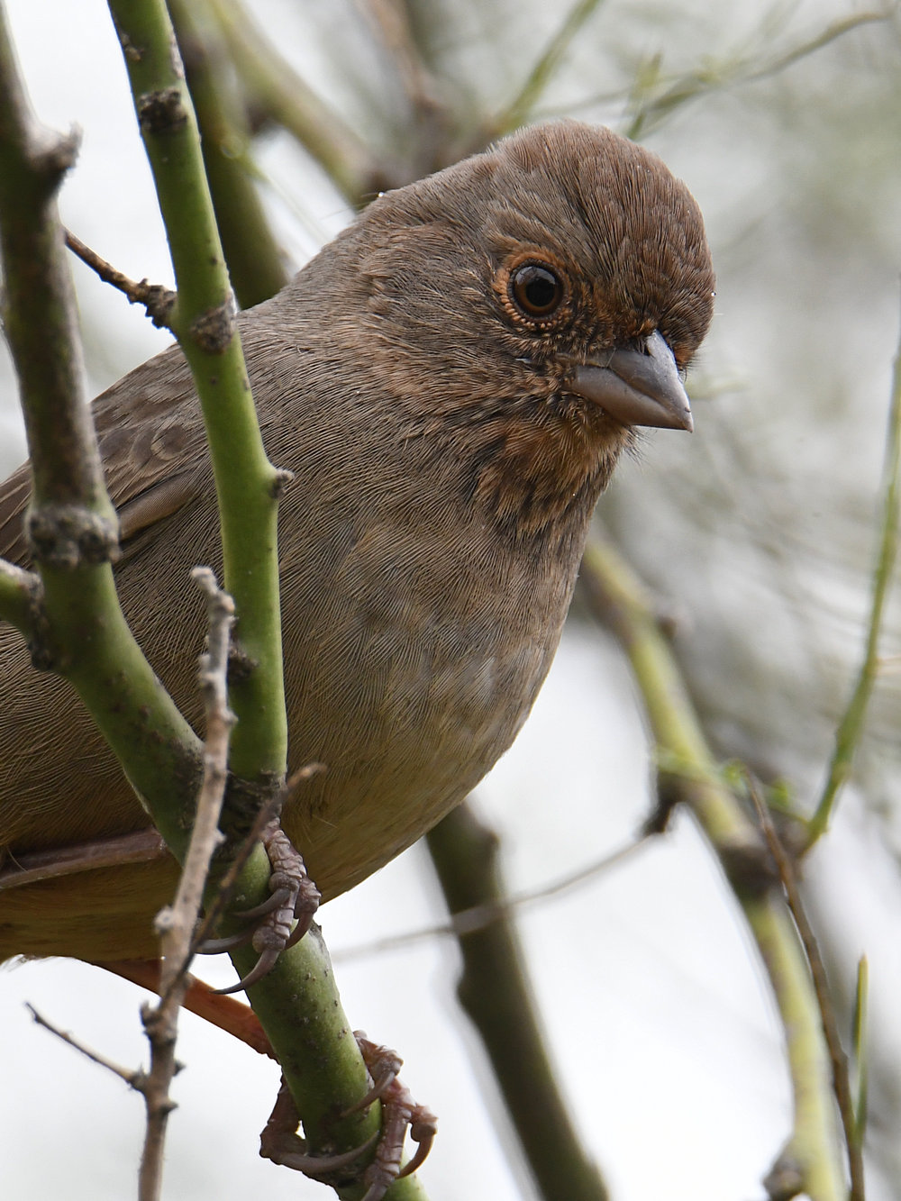 Towhee3.jpg
