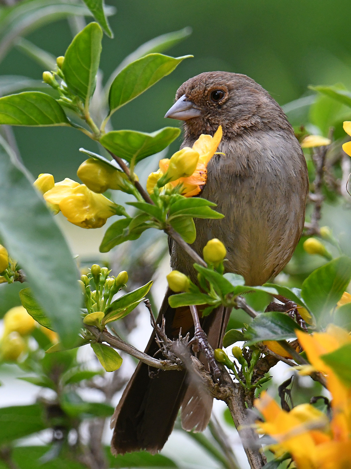 Towhee3.jpg